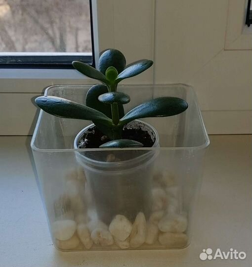 Денежное дерево