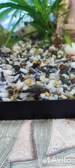 Сомики анциструсы