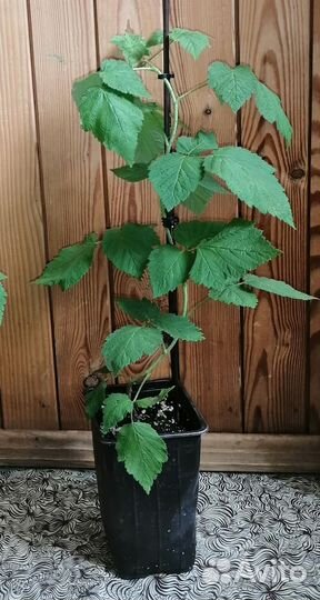 Саженцы малины Сапфир