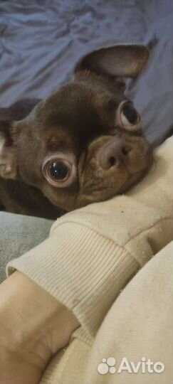 Домашние животные собаки маленькие