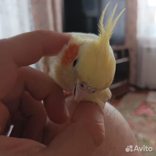 Корелла (самка)