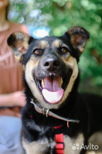 Приюти собаку из приюта