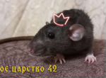 Домашний питомник крысята дамбо