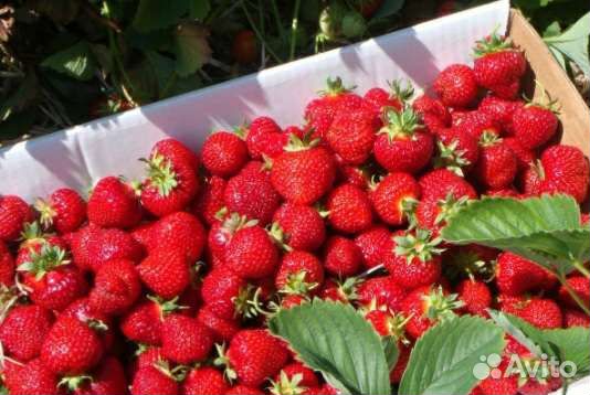 Рассада ремонтантной клубники Елизавета 2