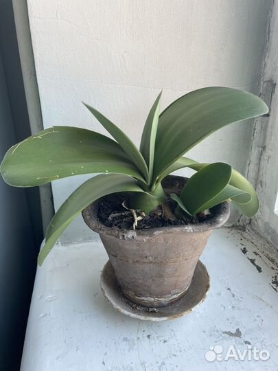 Олений язык, гемантус - редкое растение