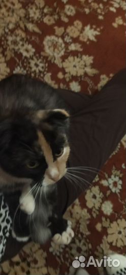 Отдам даром кошку