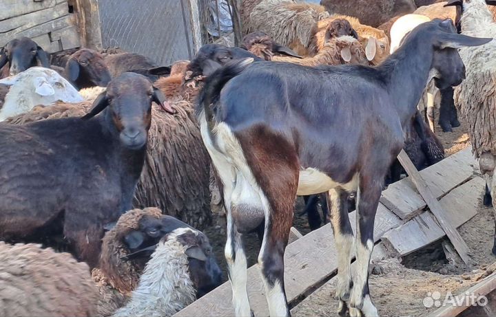 Козлик на племя Альпийской породы