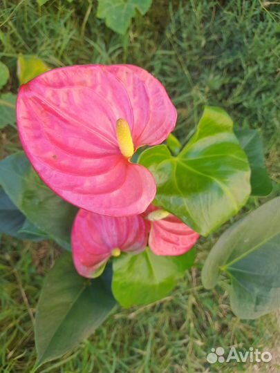 Антуриум розовый