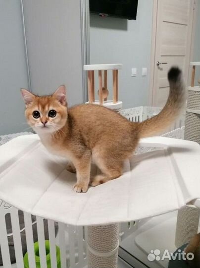 Шотландский шиншилловый котенок