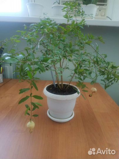 Семена граната