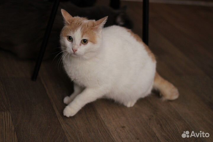 Кошка Молли