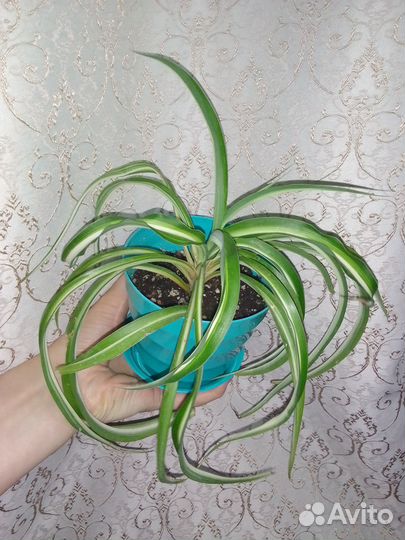 Хлорофитум Бони Кучерявый