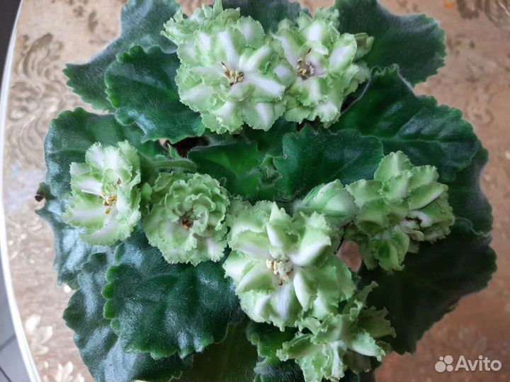 Цветущие сортовые фиалки,пасынки,детки