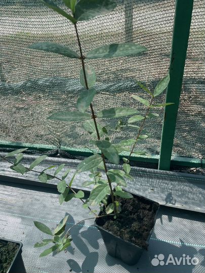 Голубика саженцы