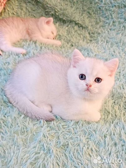 Изумительные зеленоглазые котятки