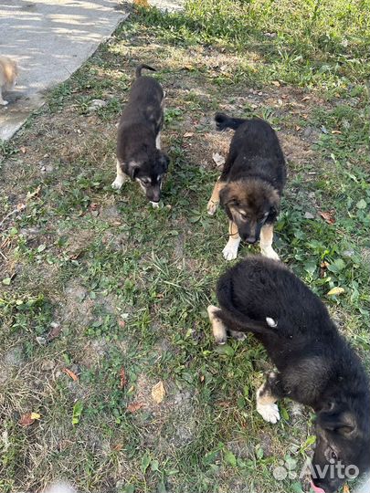 Щенки 2 месяца