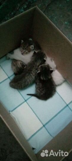 Новорожденные котята