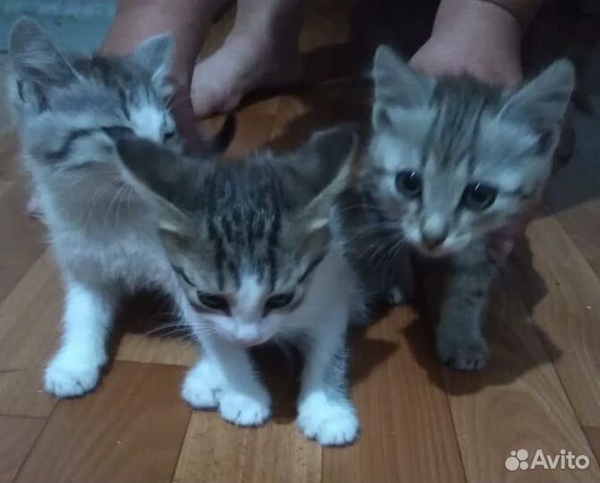 Уличные котята