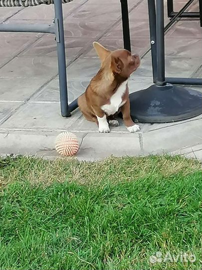 Жених шоколадный, вязка