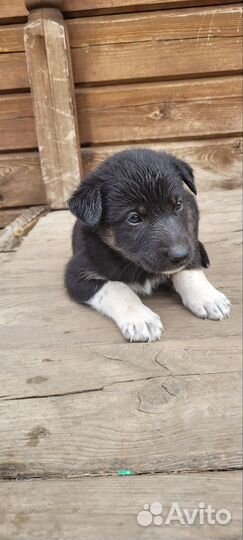 Собака в добрые руки отдам бесплатно