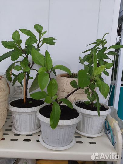 Листья Бога - Джинура прокумбес