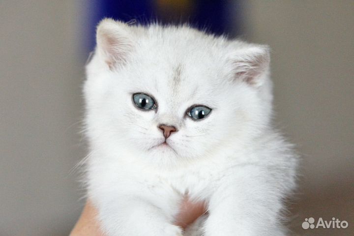 Серебристые шиншиллы,котята
