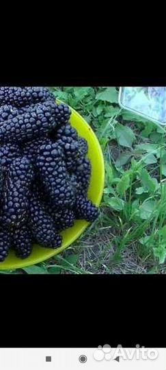 Саженцы ежевики