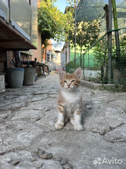 Котята бесплатно рыжые и цветная