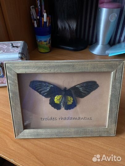 Бабочка в рамке под стеклом