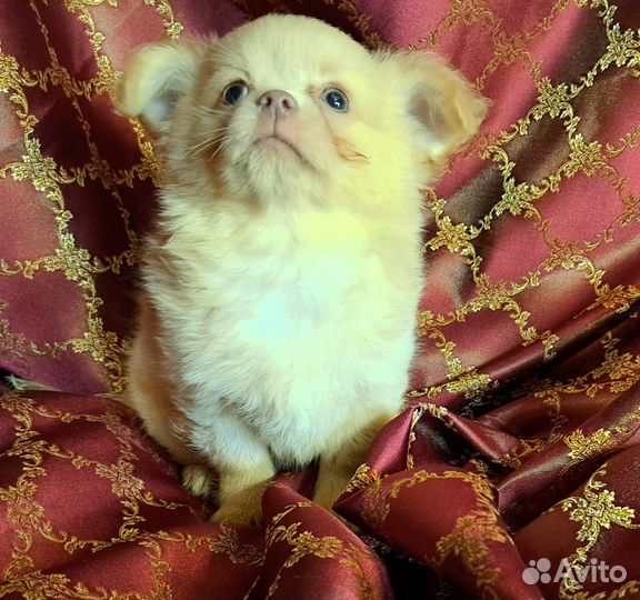 Кремовый мальчик