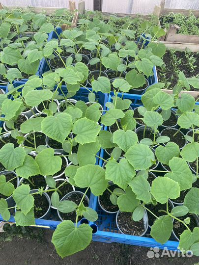 Рассада огурцов Кураж