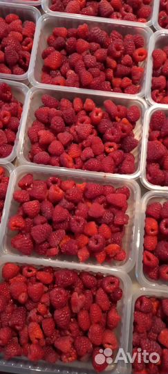 Ремонтантная малина