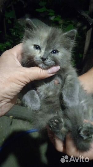 Красивый котенок в добрые руки