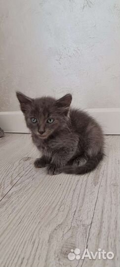 Котенок в дар бесплатно