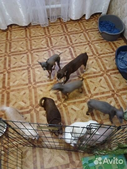 Мальчики и девочки