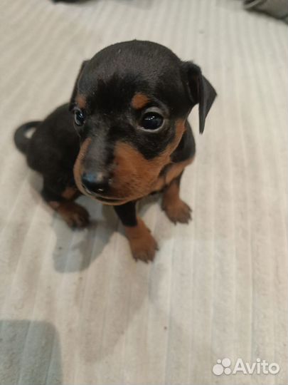 Цвергпинчер девочка