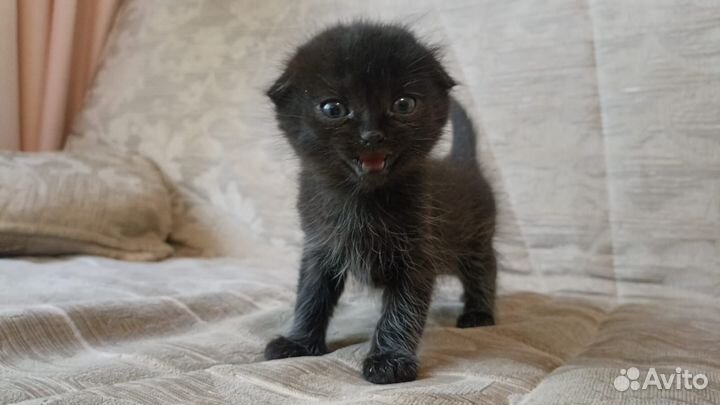 Вислоухие котята