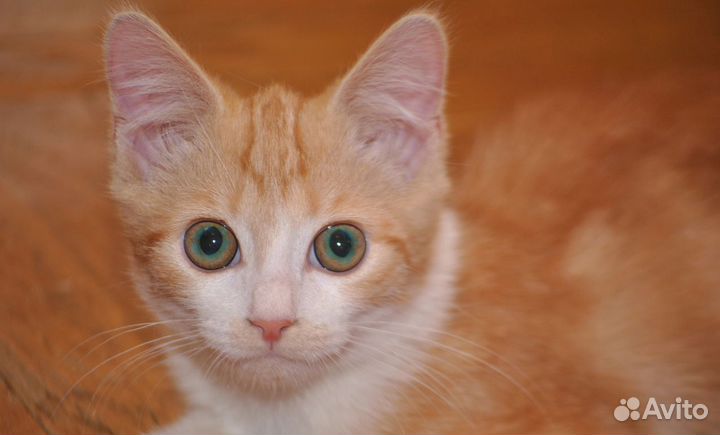 Солнечный рыжик Руди-игривый мальчик 2,5 мес.в дар