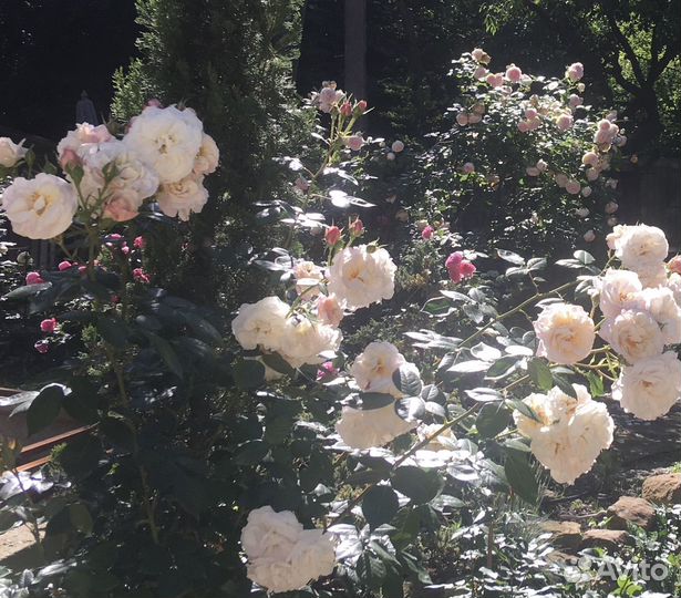 Розы Аспирин и тд собственно корневые саженцы