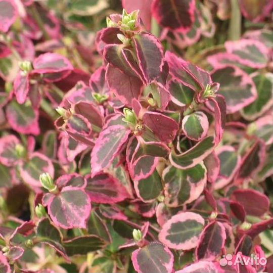 Бересклет форчуна