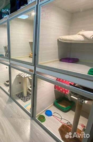 Передержка кошек в зоогостинице