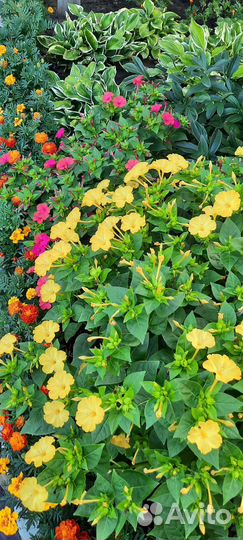 Мирабилис семена