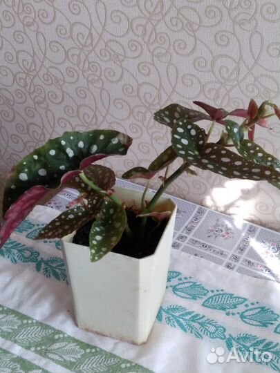 Макулата бегония