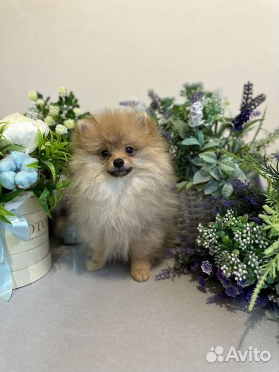 Померанский шпиц