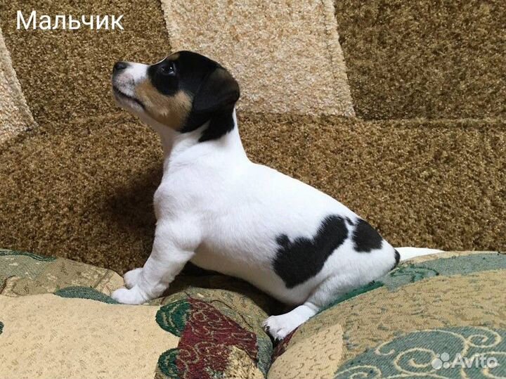 Джек Рассел терьер