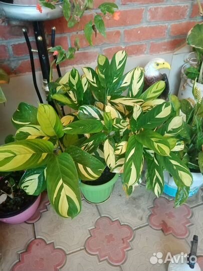 Сингониумы и другие декоративнолиственные