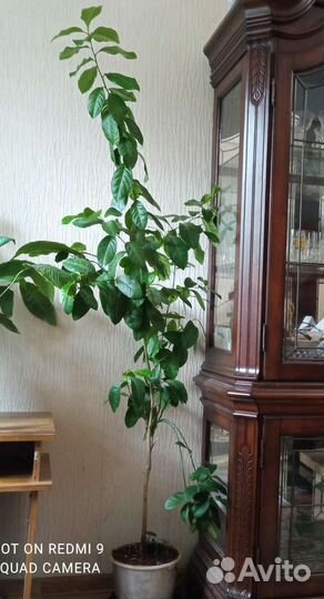 Лимонное дерево