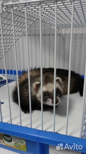 Хорек с клеткой