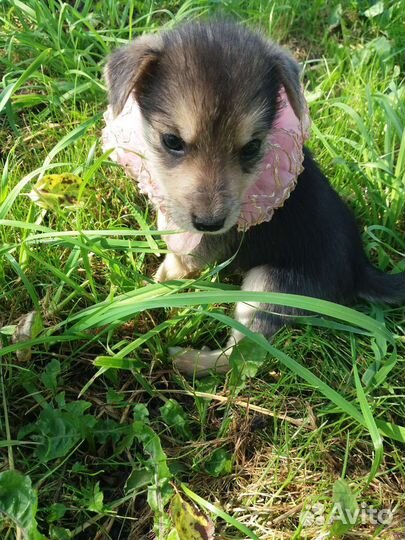 Щенки бесплатно