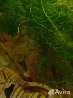 Элодея аквариумные растения